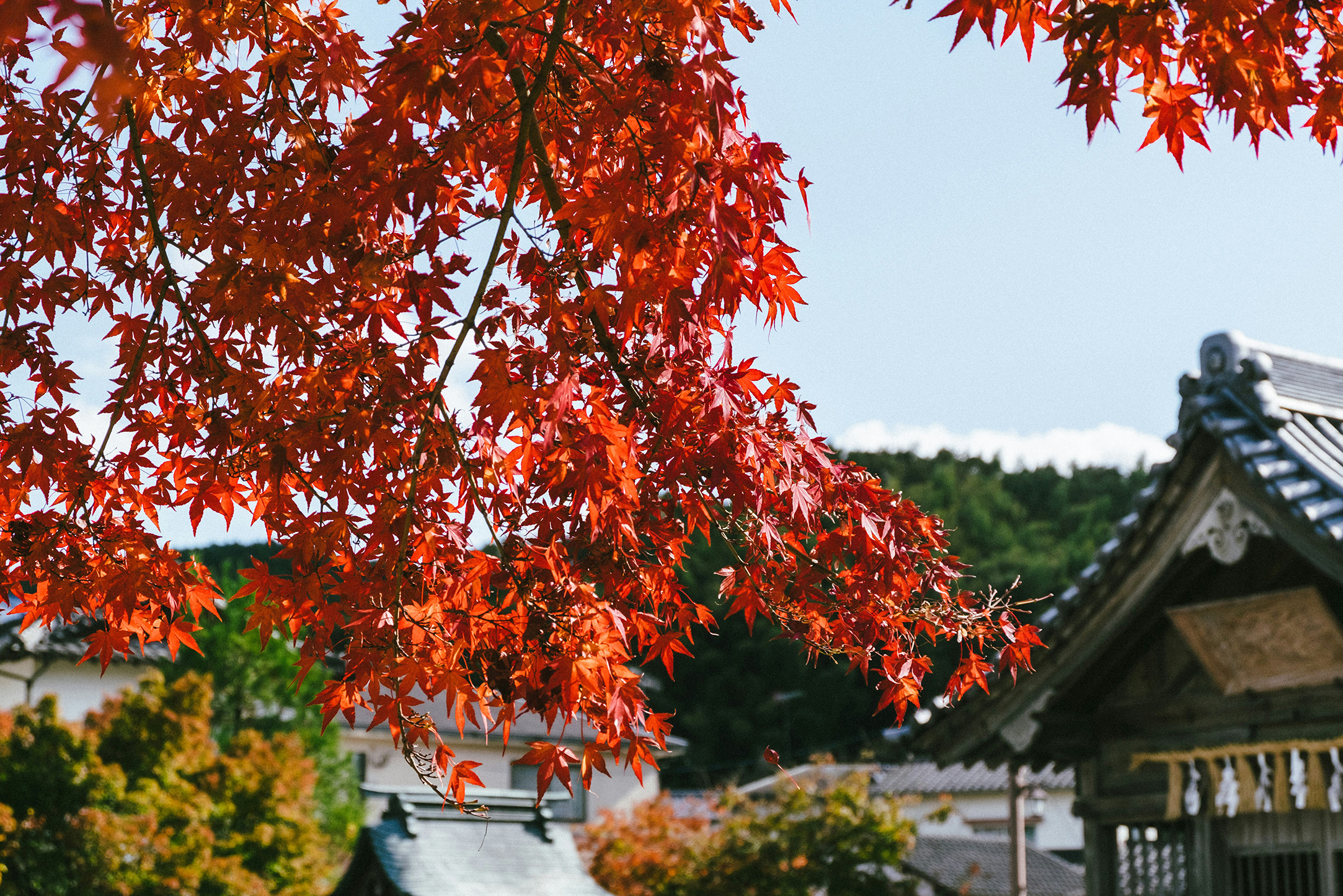 太宰府秋日巡禮｜楓紅映照的學問聖地
