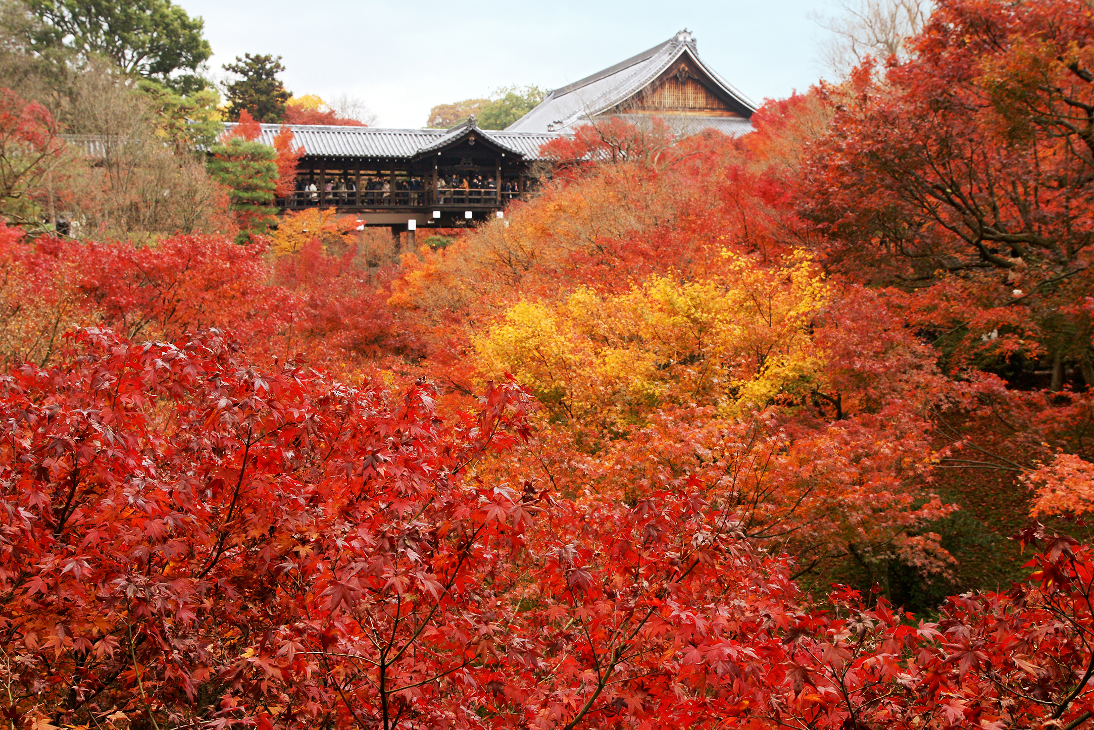 東福寺的秋日絢景｜紅葉與禪意的交融